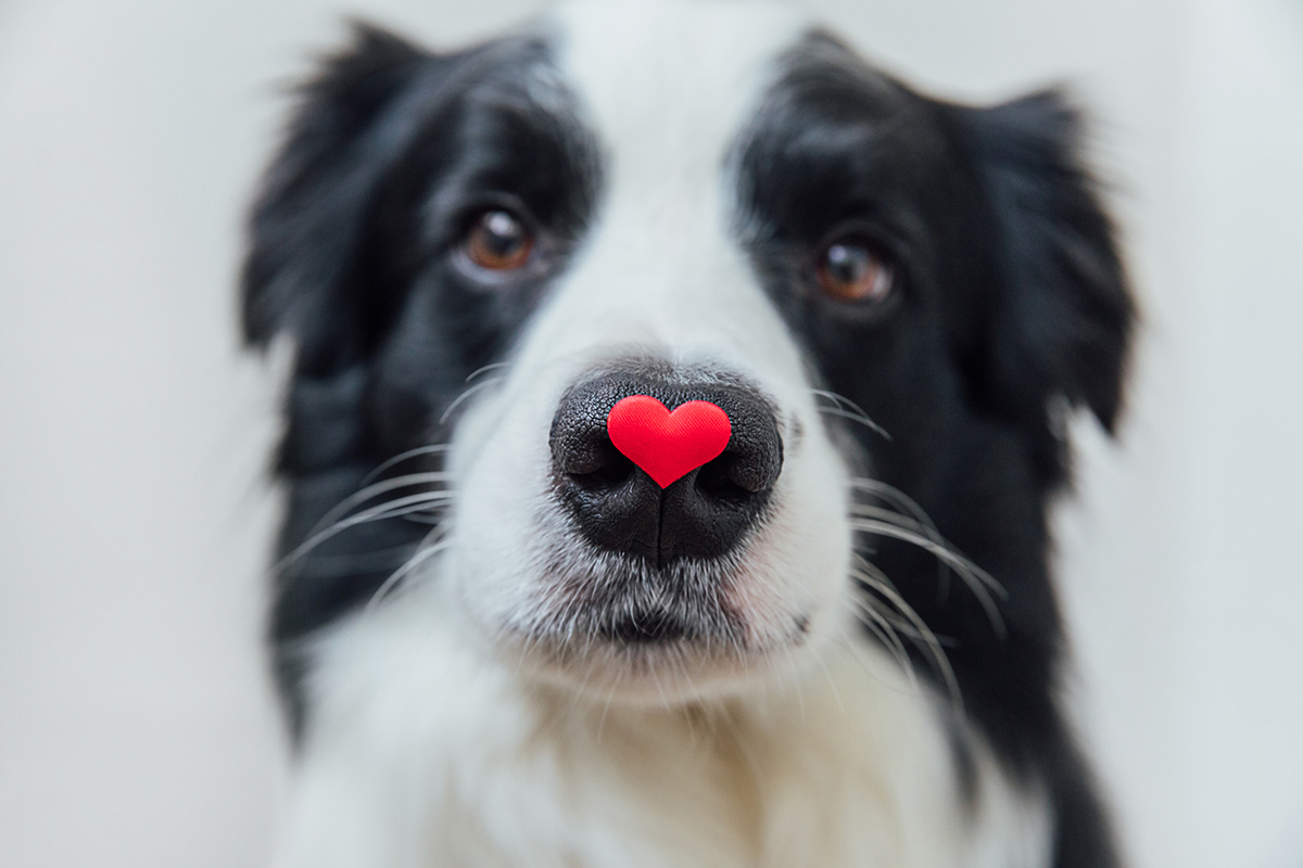 Black and white dog with heart on its nows showing love