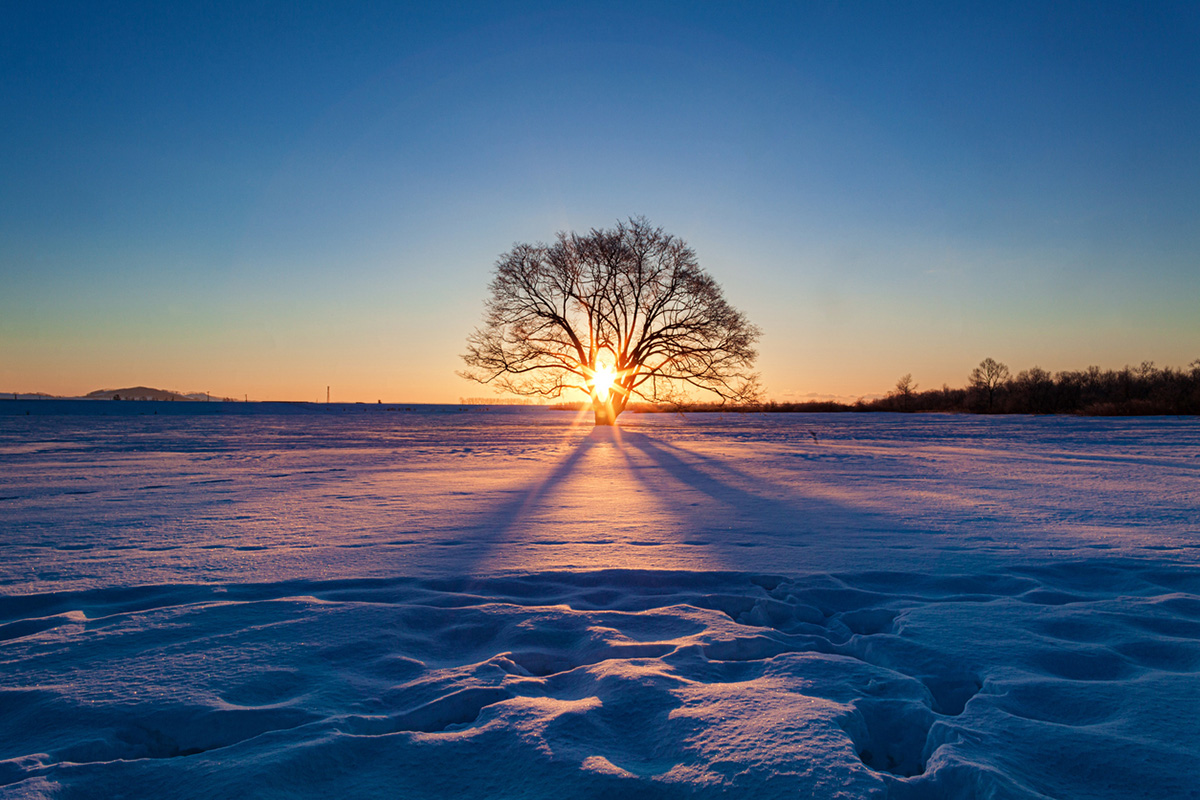Sunrise shining through a solitary tree on a quiet, snow-covered field, symbolizing the gift of quiet and the power of stillness.