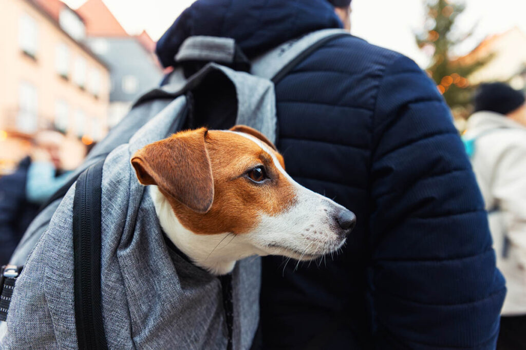 Dog riding in a backpack on a busy city street, illustrating experiential marketing ideas that attract attention through low-risk, real-world interactions.