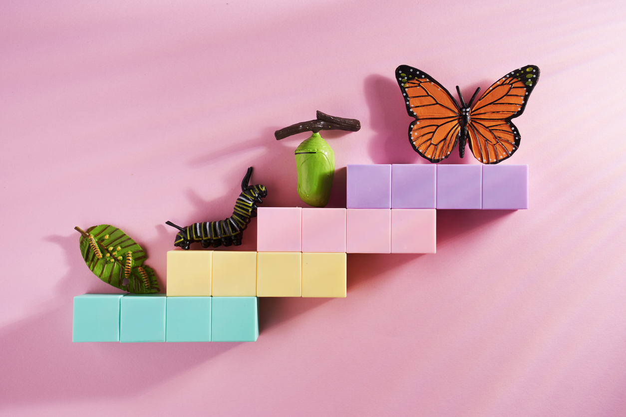 Progression of Caterpillar into butterfly